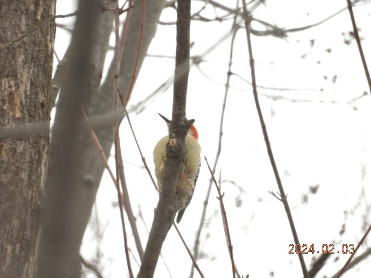 Red-bellied Woodpecker - ML614371536