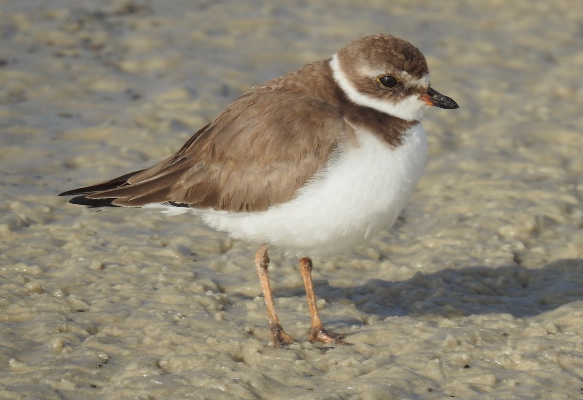 Semipalmated Plover - ML614371707