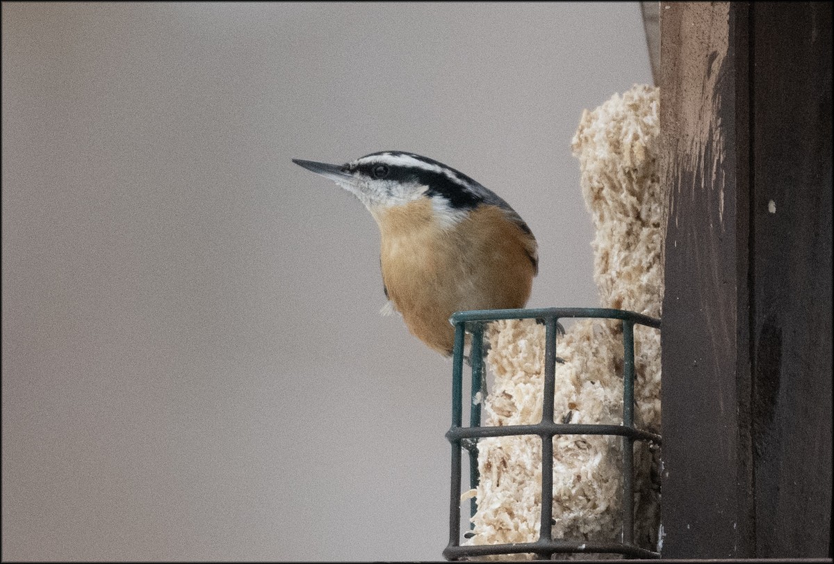 Red-breasted Nuthatch - ML614371923