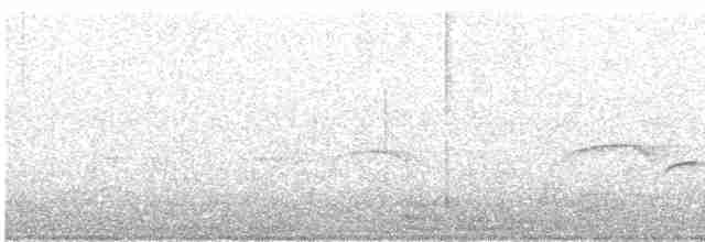 Méliphage bruyant - ML614372406