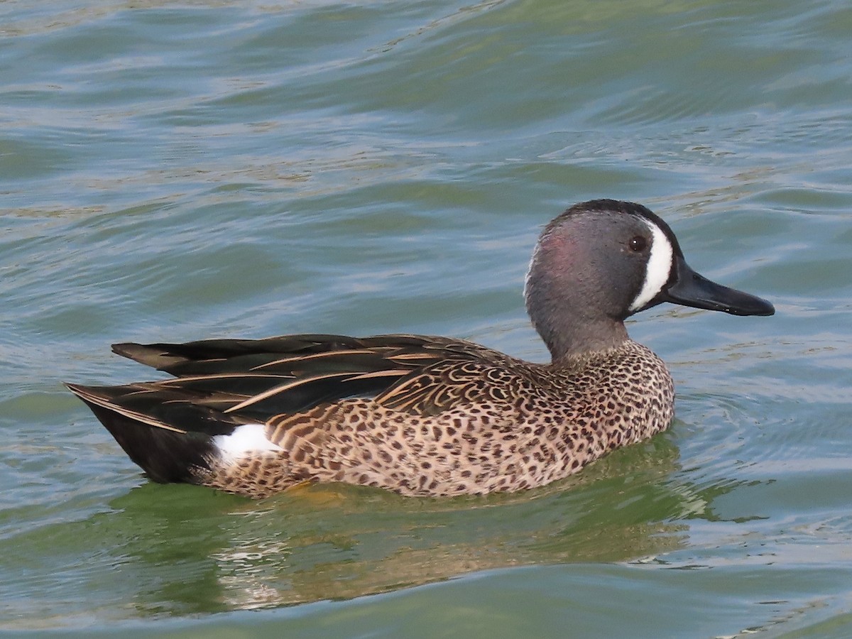 Blue-winged Teal - ML614372514