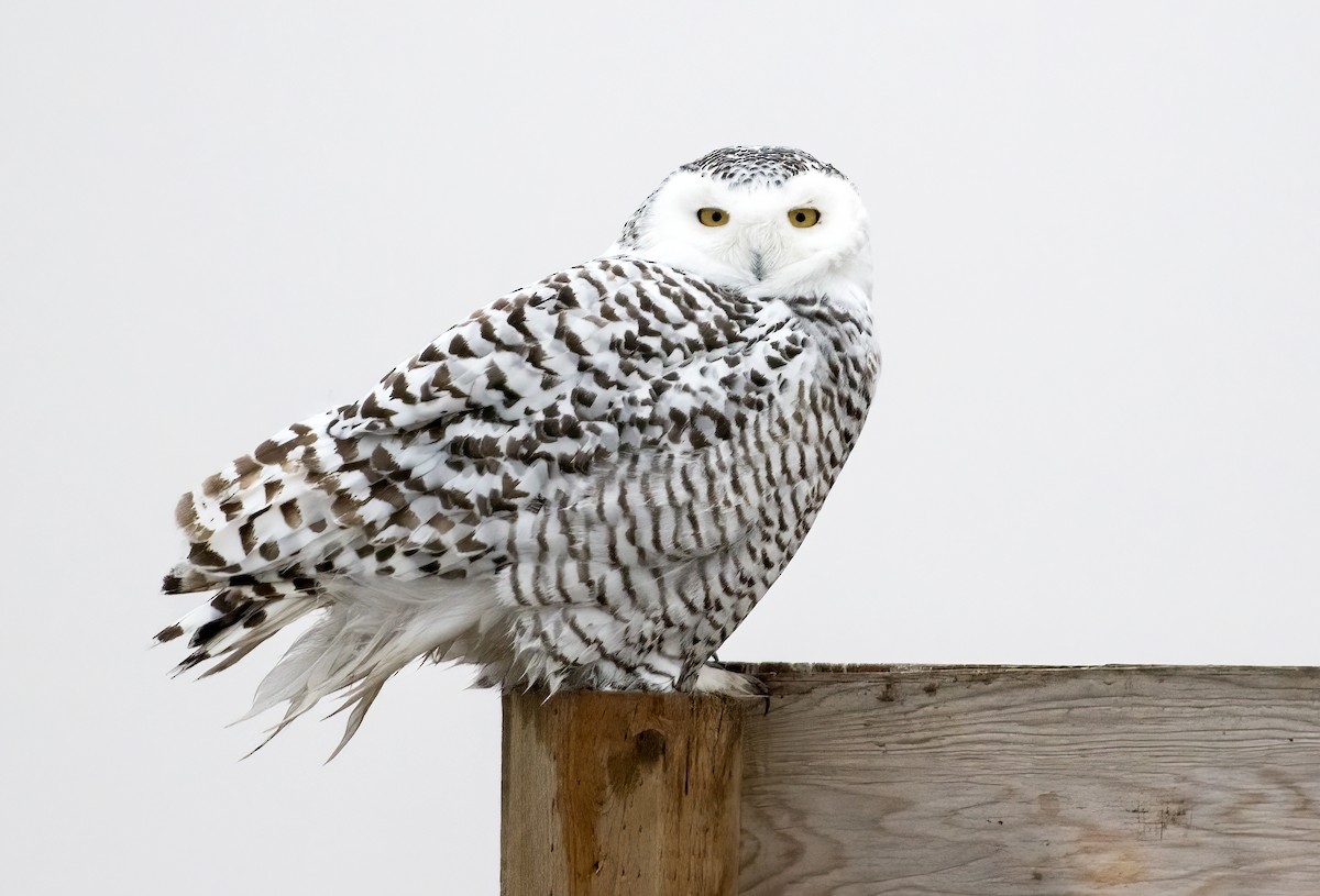 Snowy Owl - ML614372540