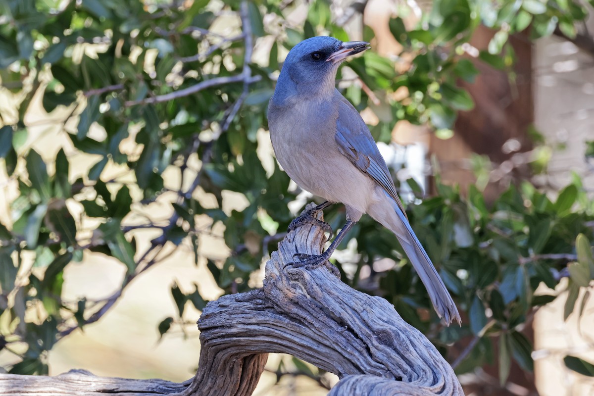 Mexican Jay - ML614372725