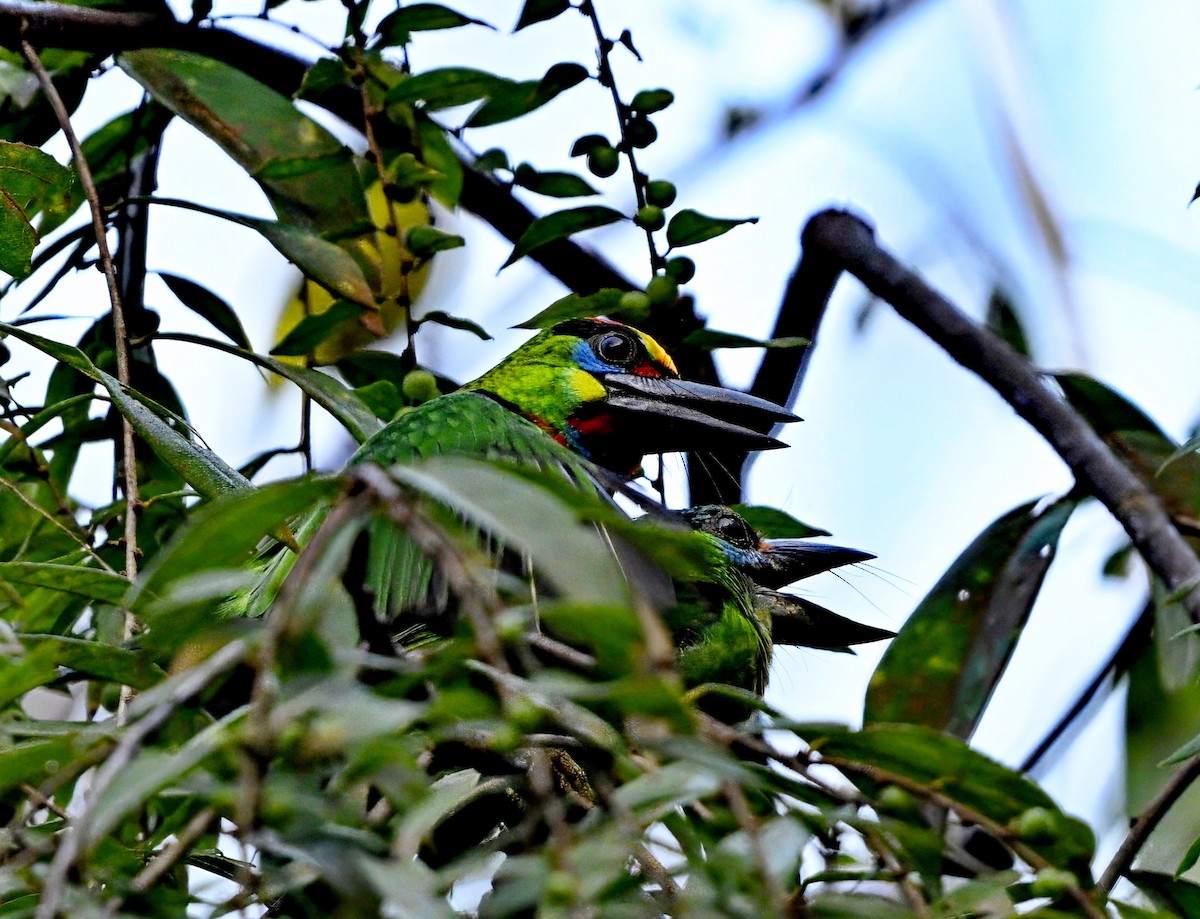 Red-throated Barbet - ML614372911