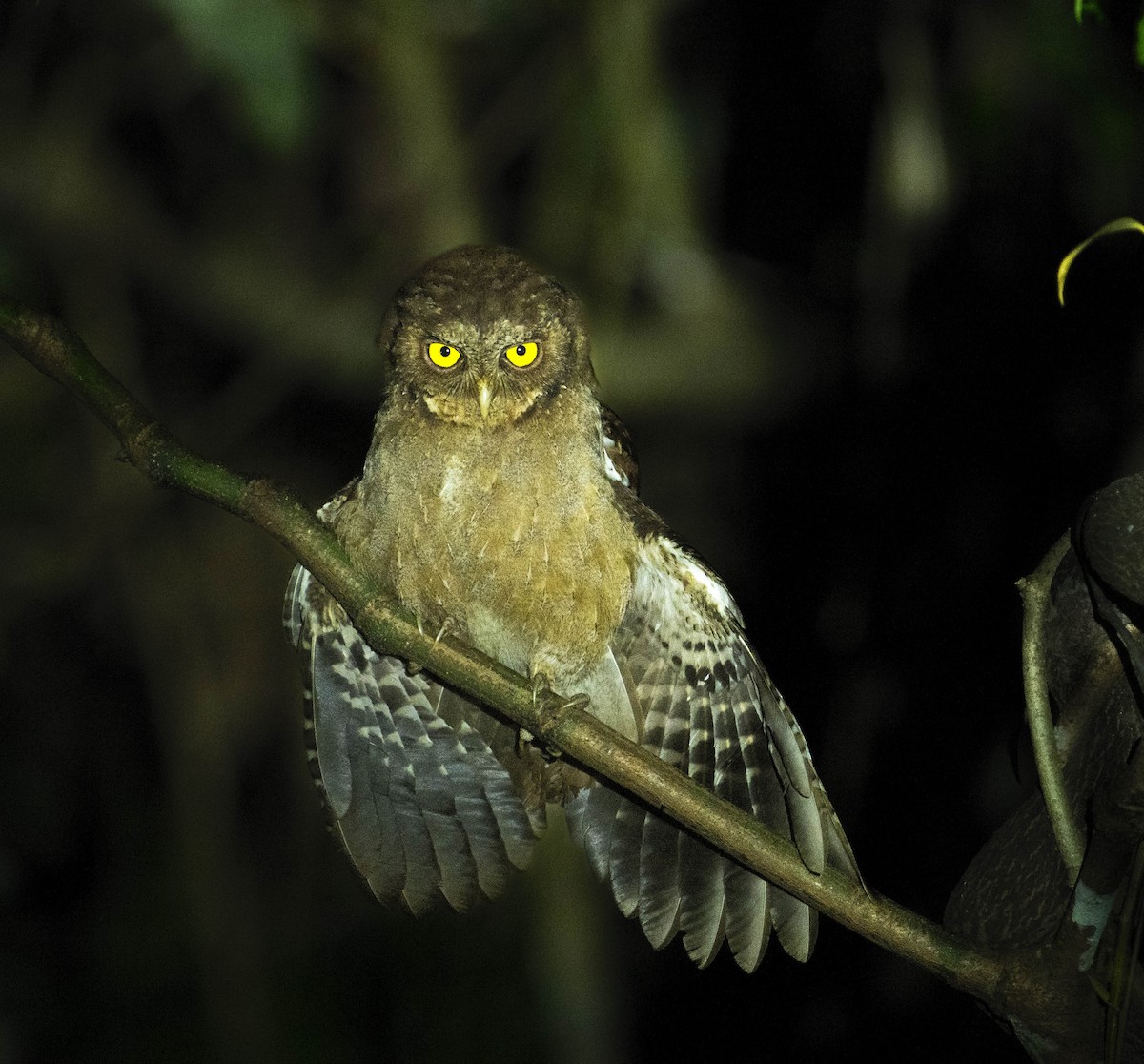 Andaman Scops-Owl - ML614373269