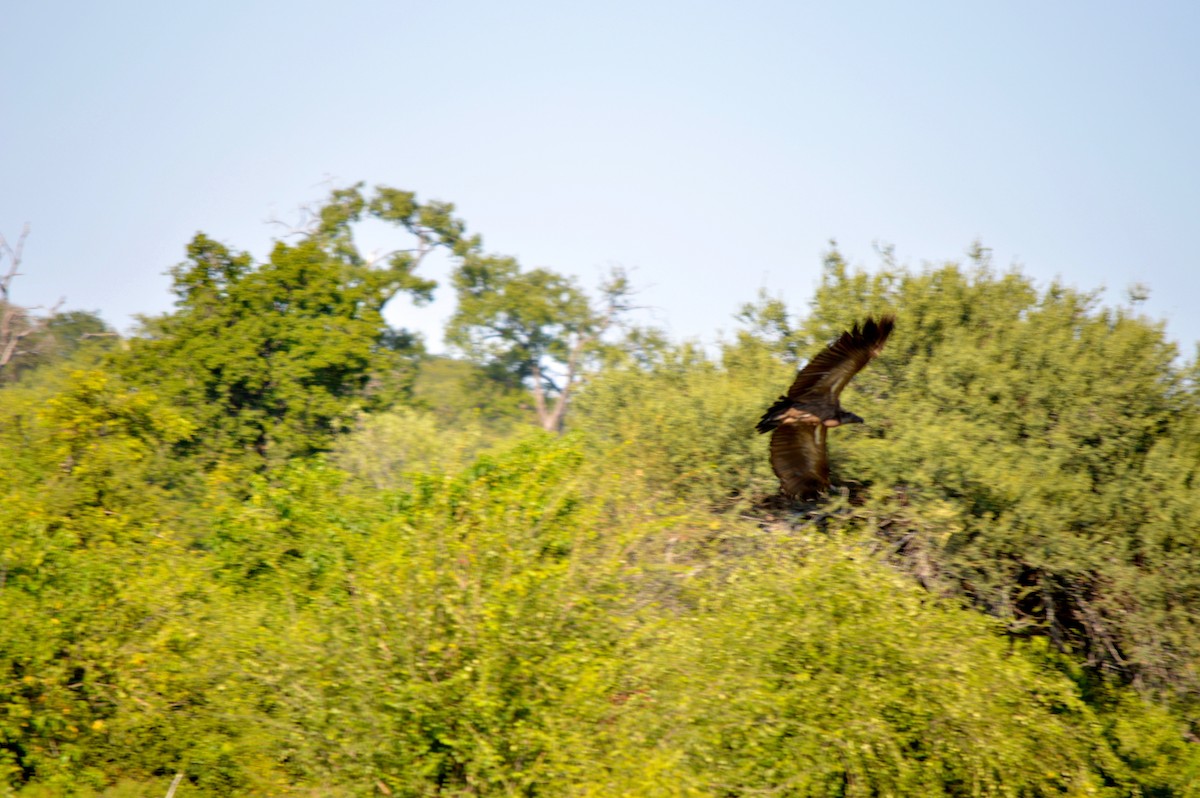 Lappet-faced Vulture - ML614373278