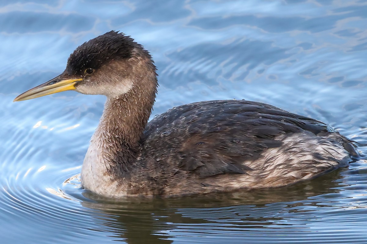 Red-necked Grebe - ML614373517