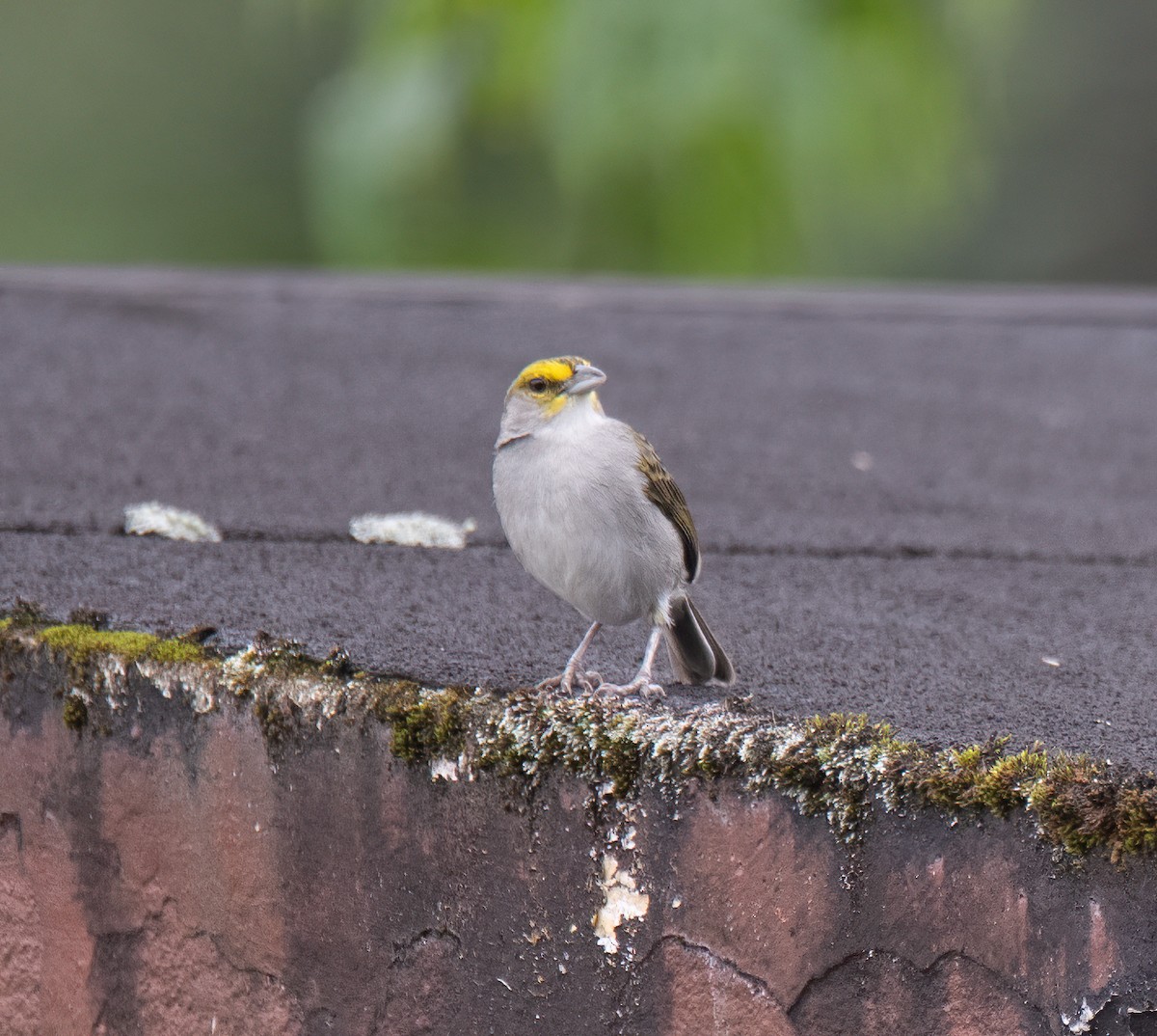 Yellow-browed Sparrow - ML614373572
