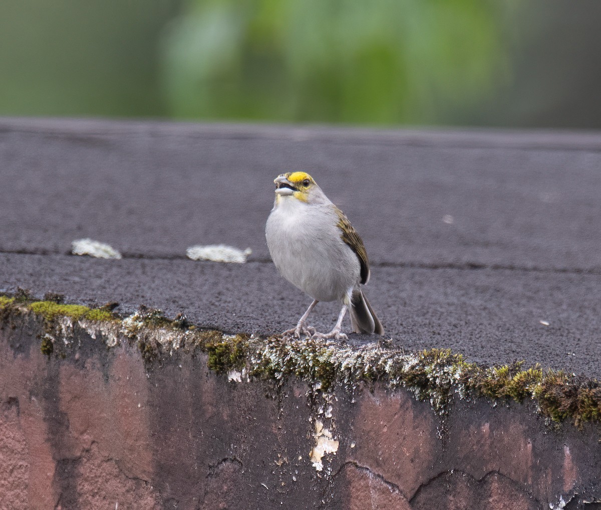 Yellow-browed Sparrow - ML614373574