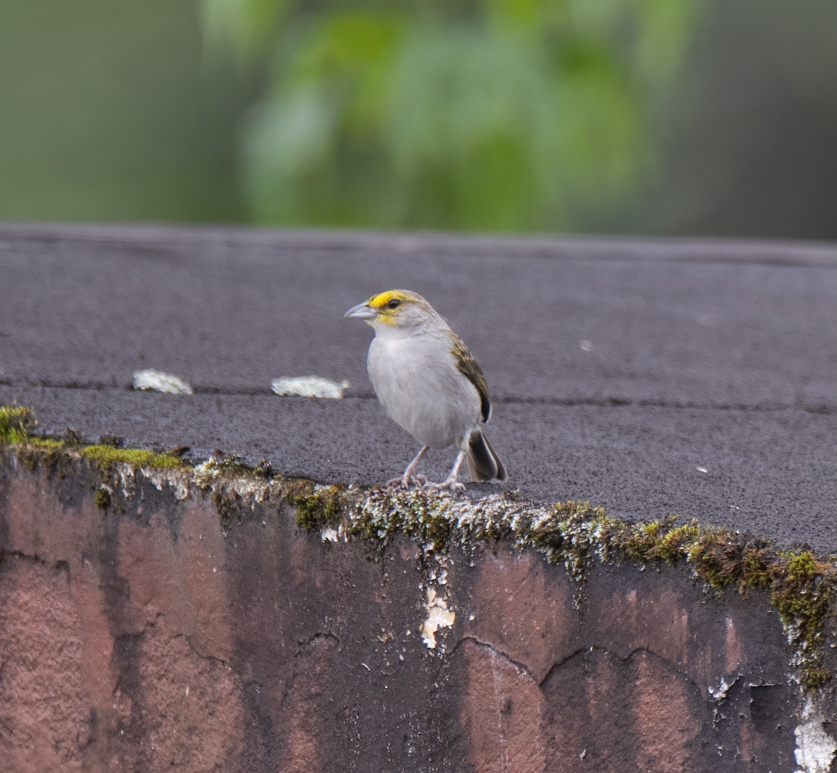 Yellow-browed Sparrow - ML614373575