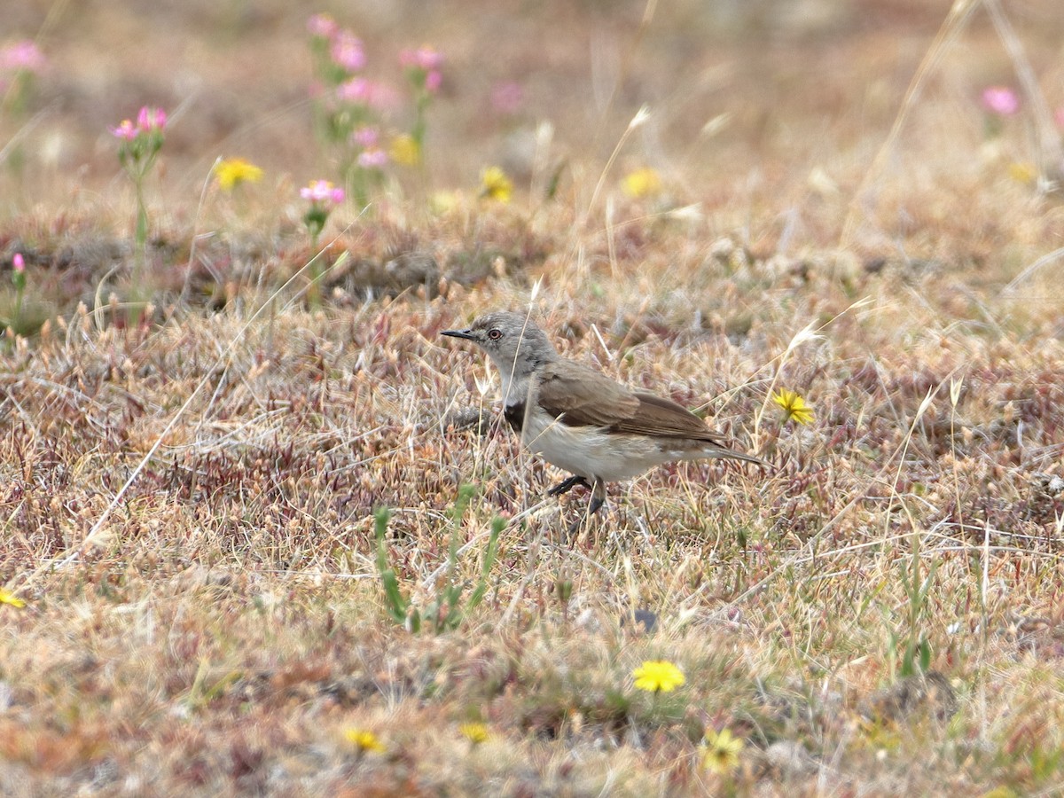 White-fronted Chat - ML614373598