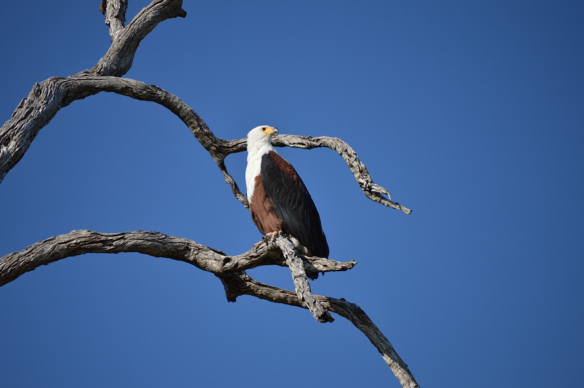 African Fish-Eagle - ML614373619