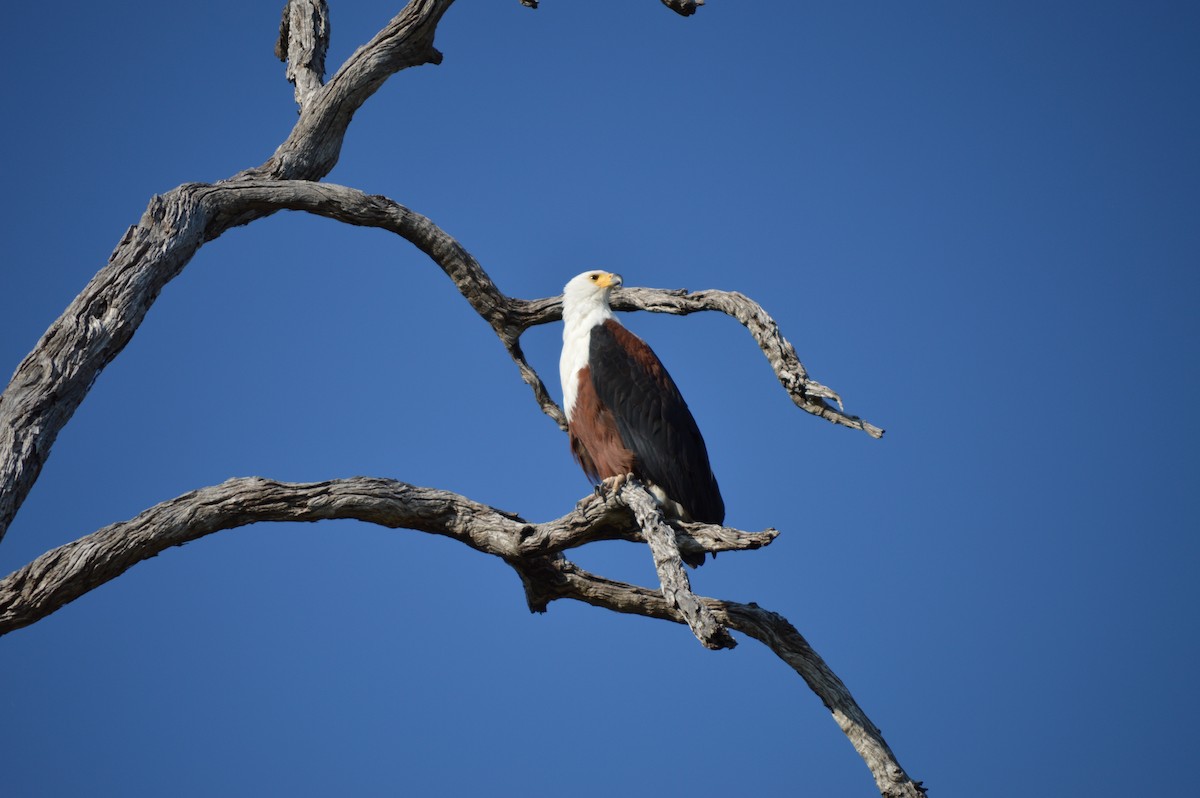 African Fish-Eagle - ML614373620
