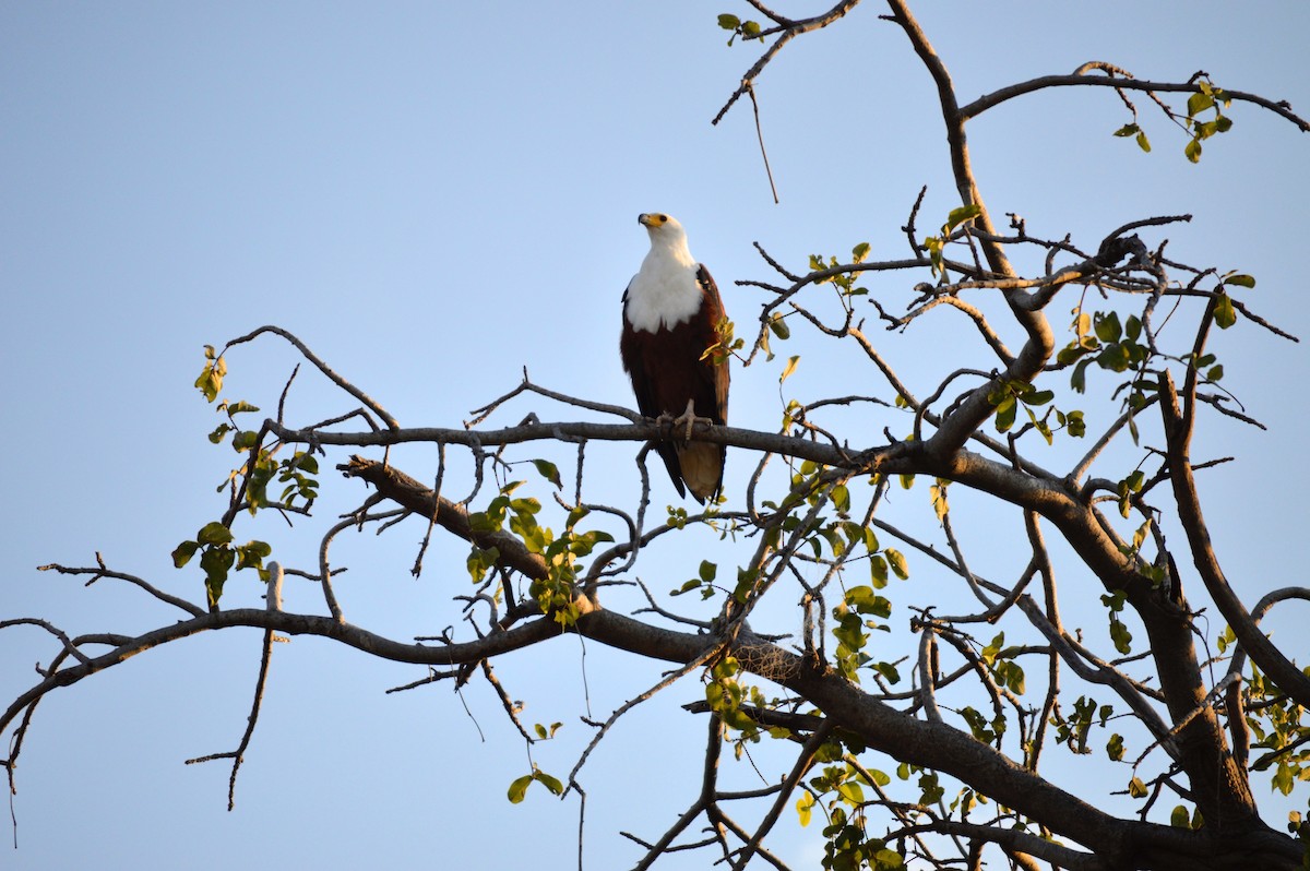 African Fish-Eagle - ML614373625