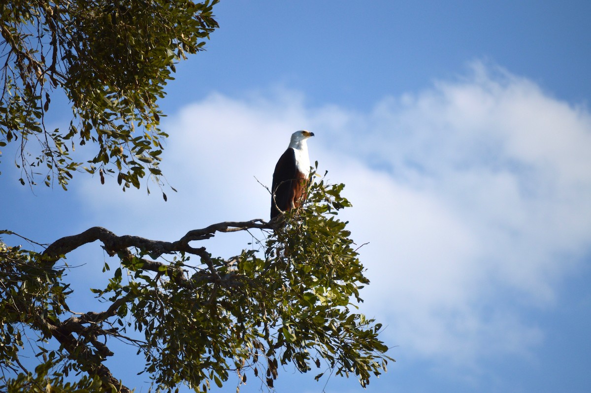 African Fish-Eagle - ML614373627