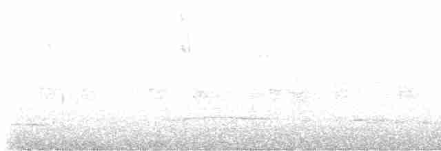 Дрізд чорнодзьобий (підвид debilis) - ML614373707