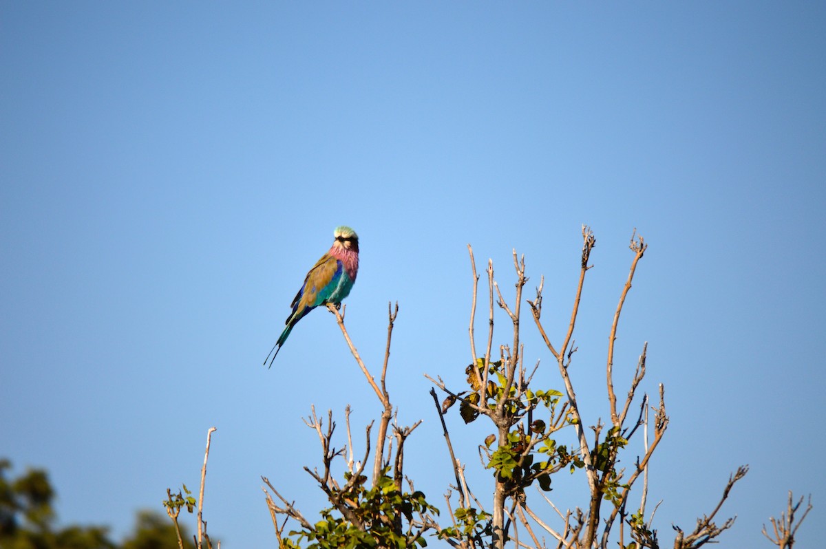 Lilac-breasted Roller - ML614373773