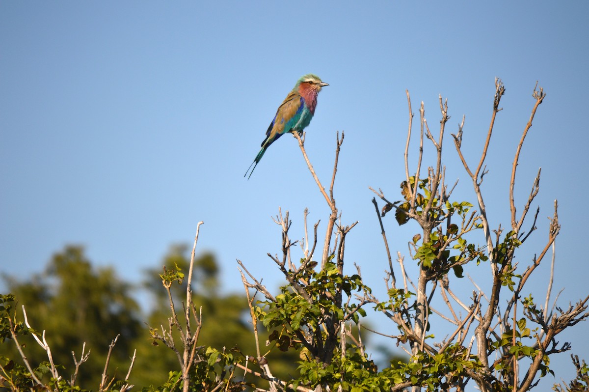 Lilac-breasted Roller - ML614373774