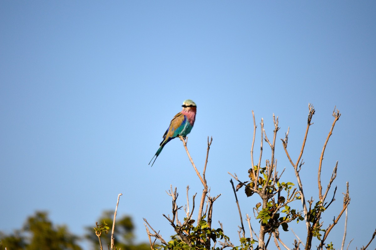 Lilac-breasted Roller - ML614373775