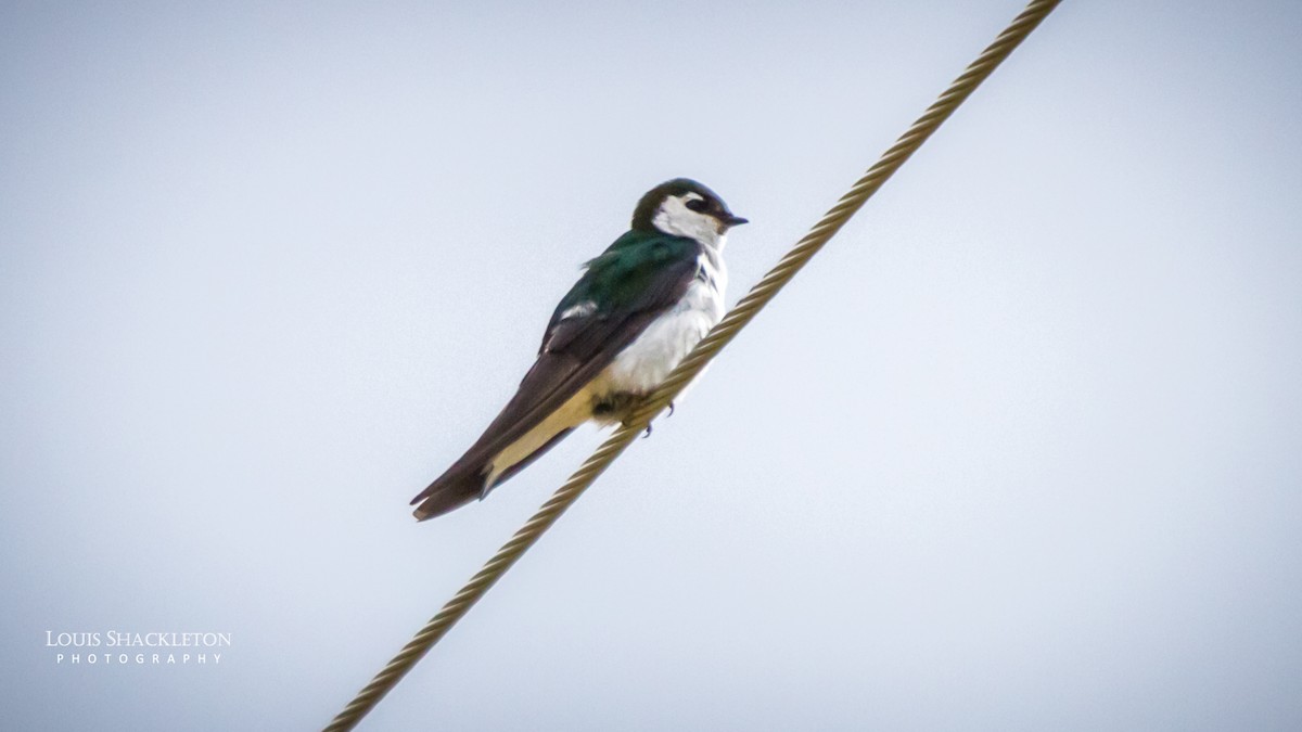 Violet-green Swallow - ML614373797