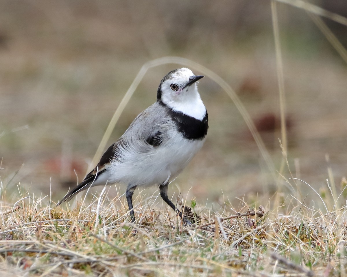 White-fronted Chat - ML614373821