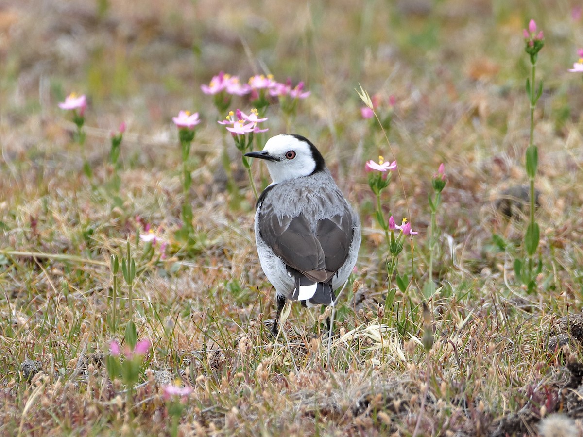 White-fronted Chat - ML614373823