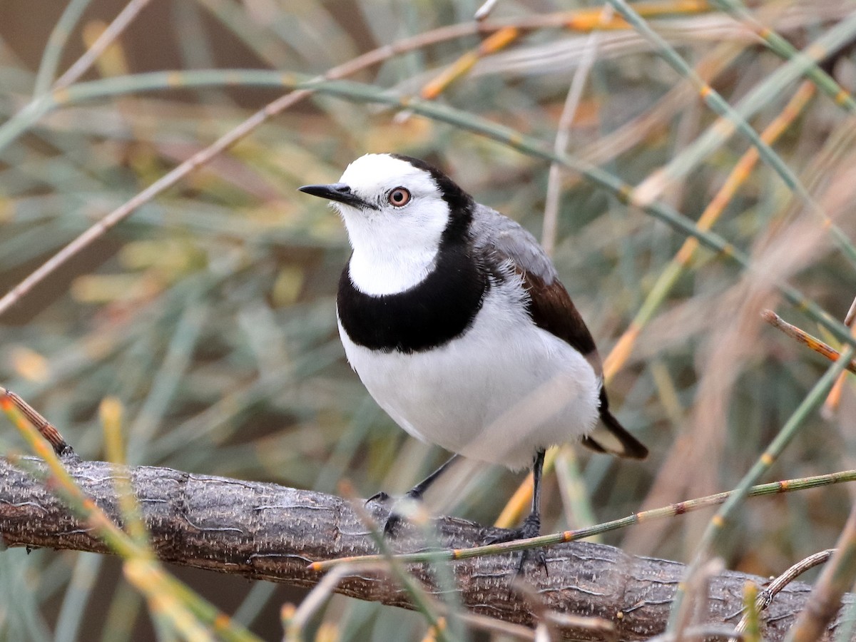 White-fronted Chat - ML614373825