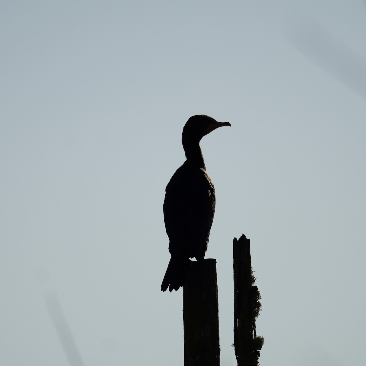 Double-crested Cormorant - Matthew Mottern