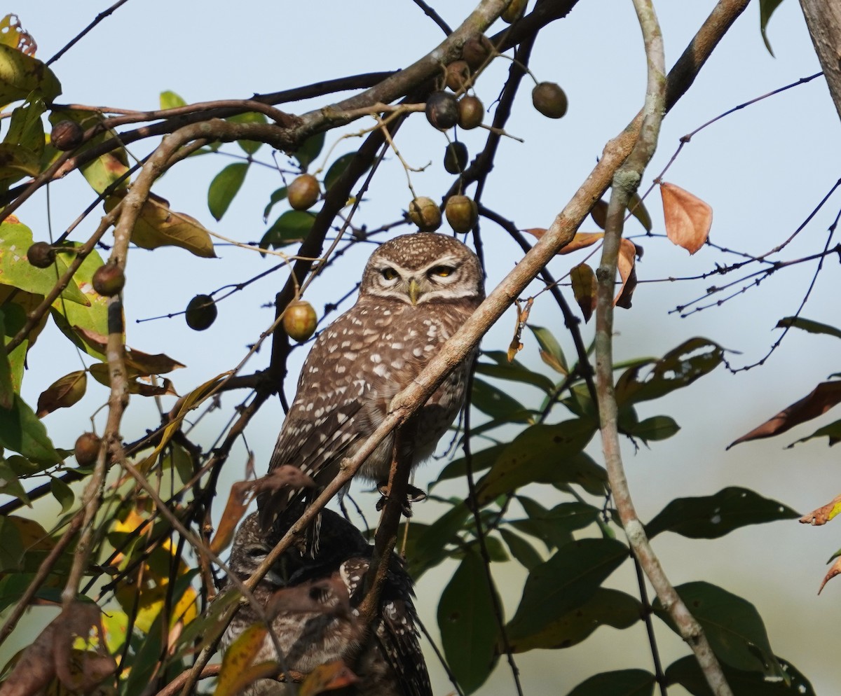Spotted Owlet - ML614373982