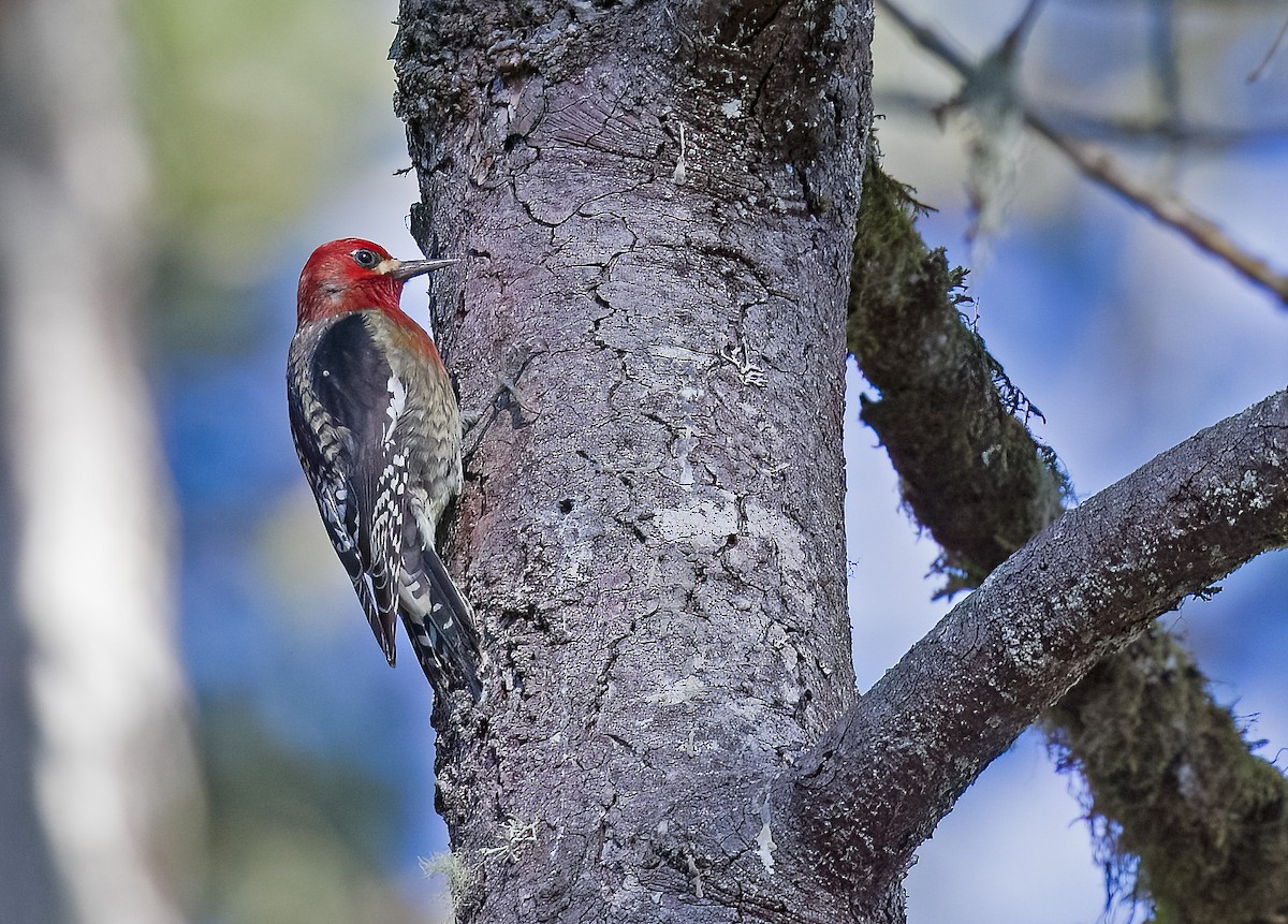 Red-breasted Sapsucker - ML614374033