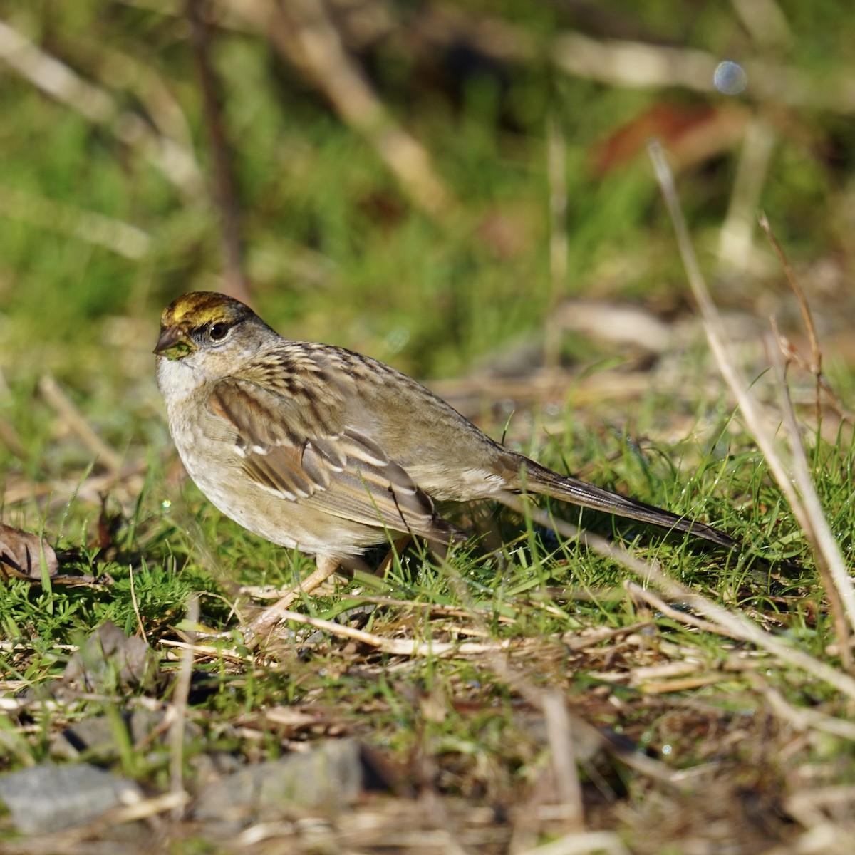 Golden-crowned Sparrow - ML614374080