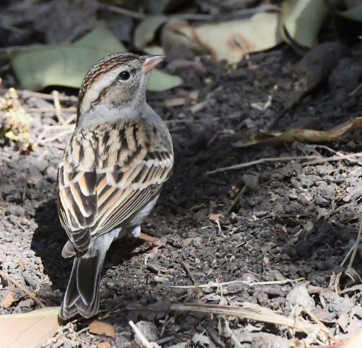 Chipping Sparrow - Fernando Ortiz