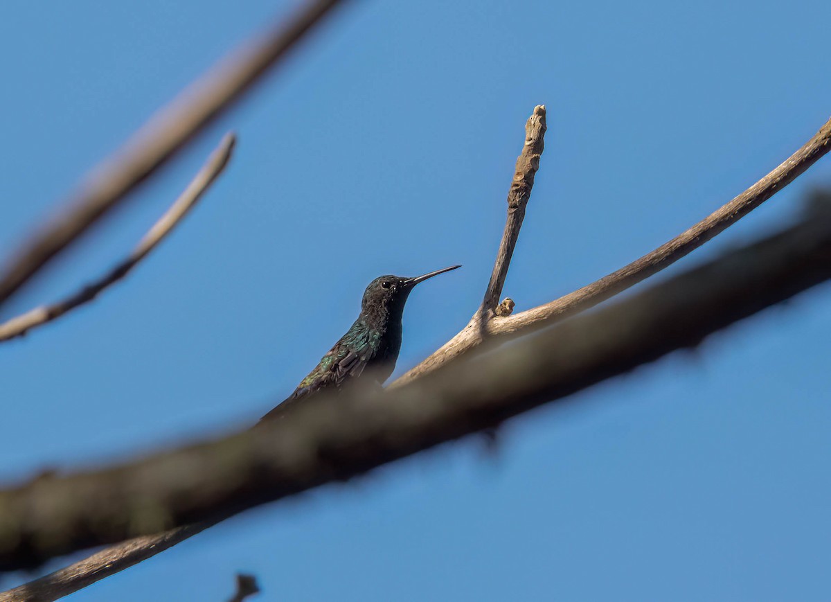 Steely-vented Hummingbird - ML614374805