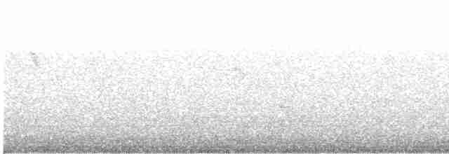 Gygis blanche (candida/leucopes) - ML614375330