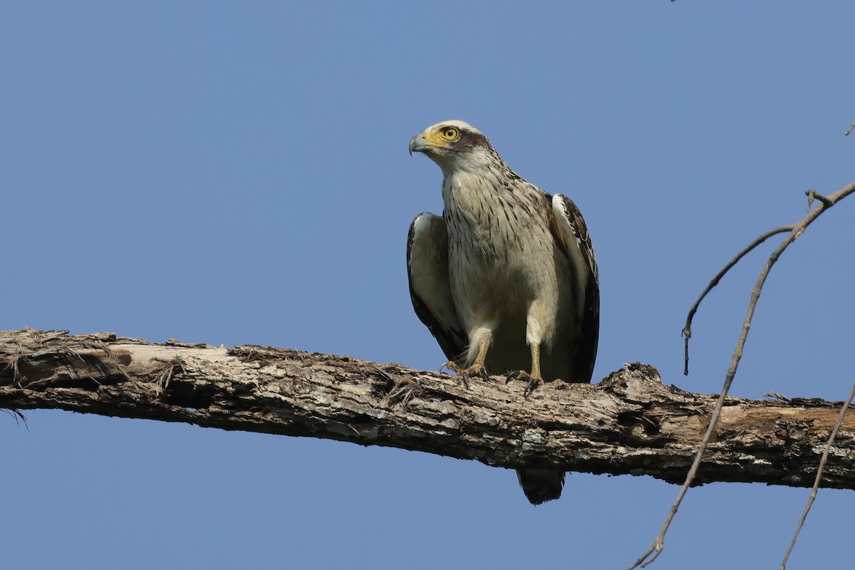 Crested Serpent-Eagle - ML614375334