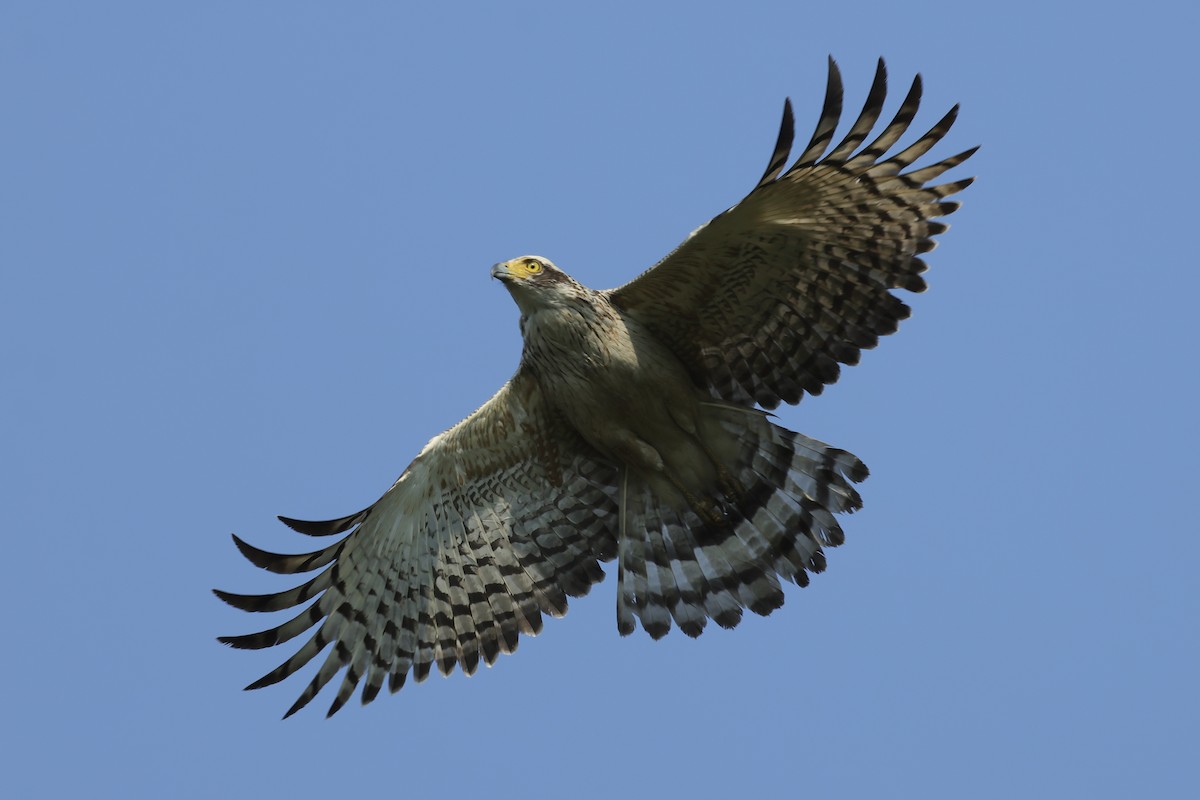 Crested Serpent-Eagle - ML614375335