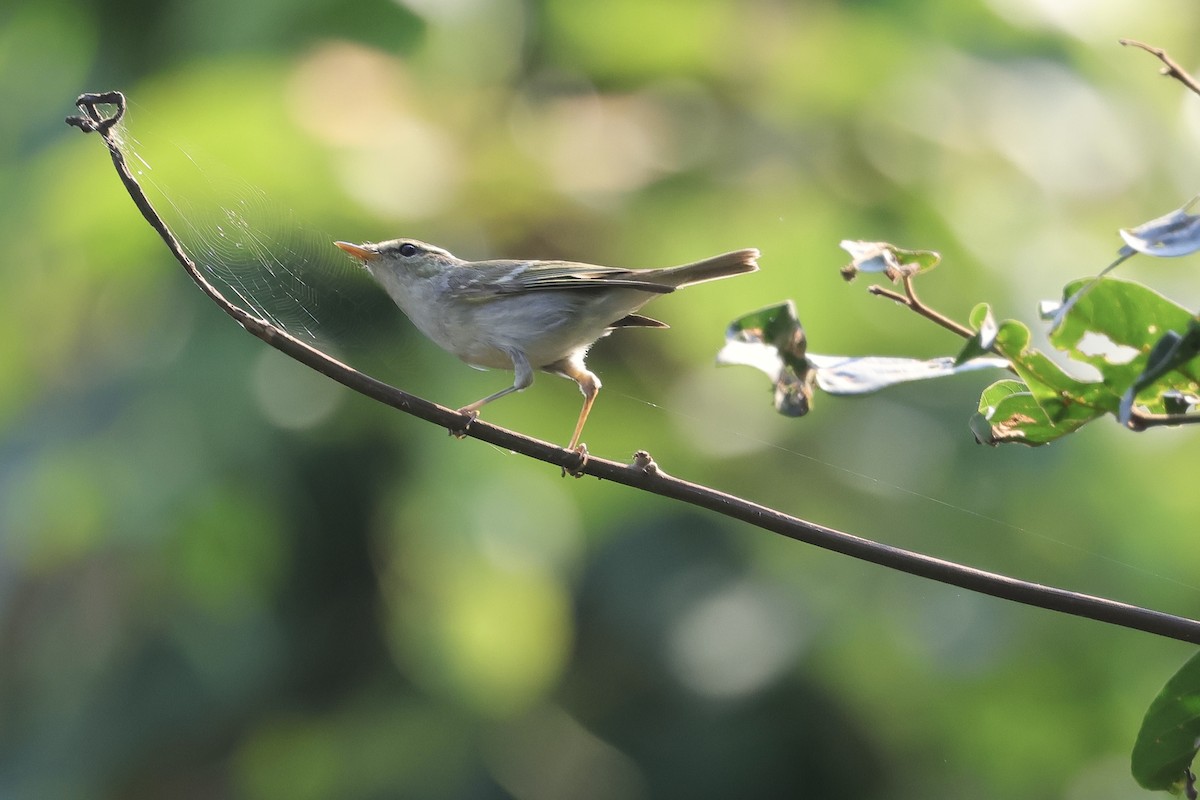 Two-barred Warbler - ML614375391
