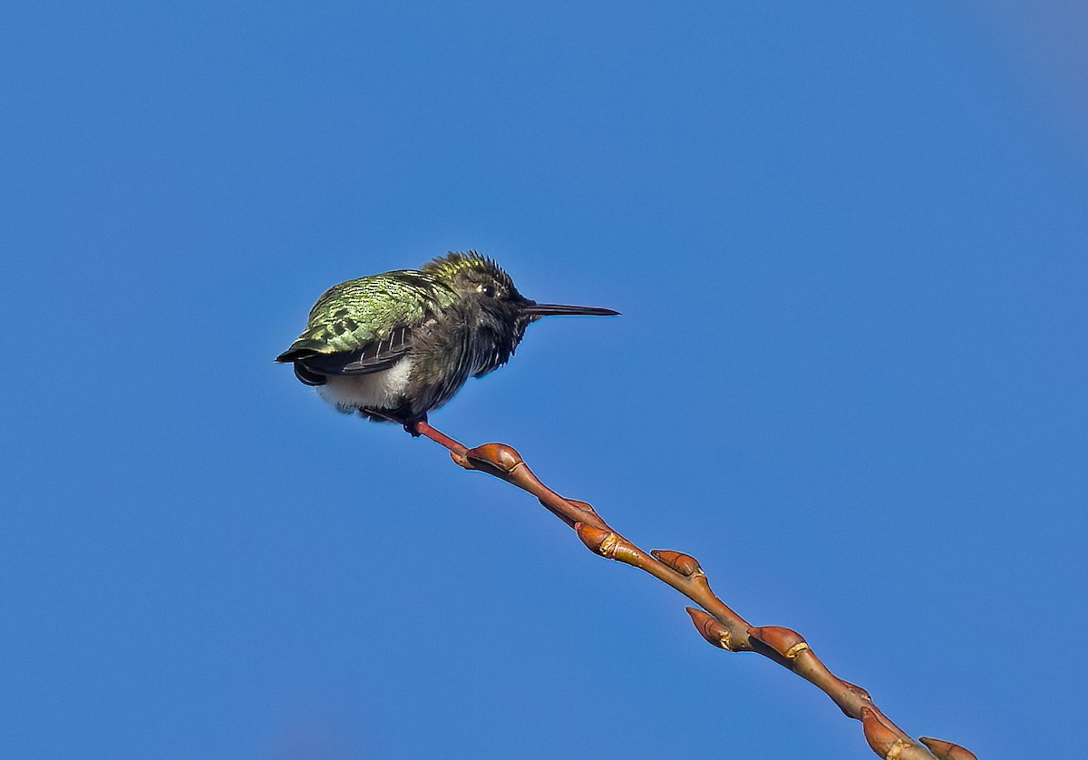 Anna's Hummingbird - Mary Bucy