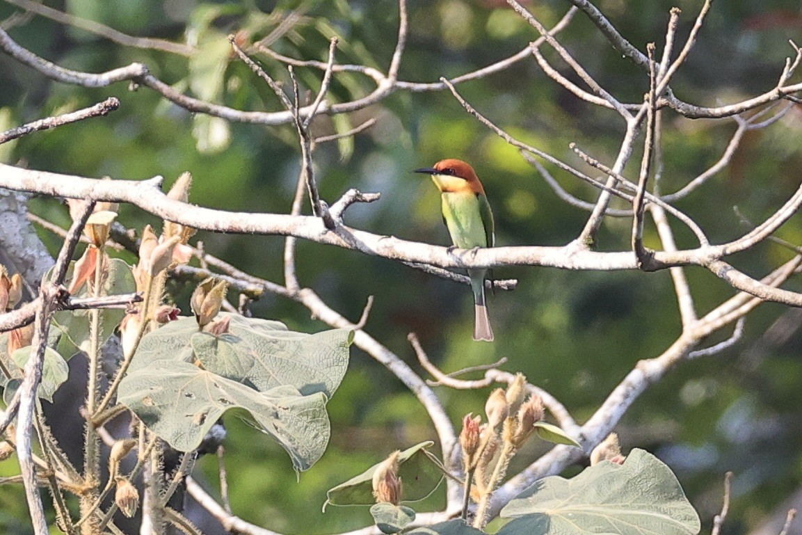 Chestnut-headed Bee-eater - ML614375469