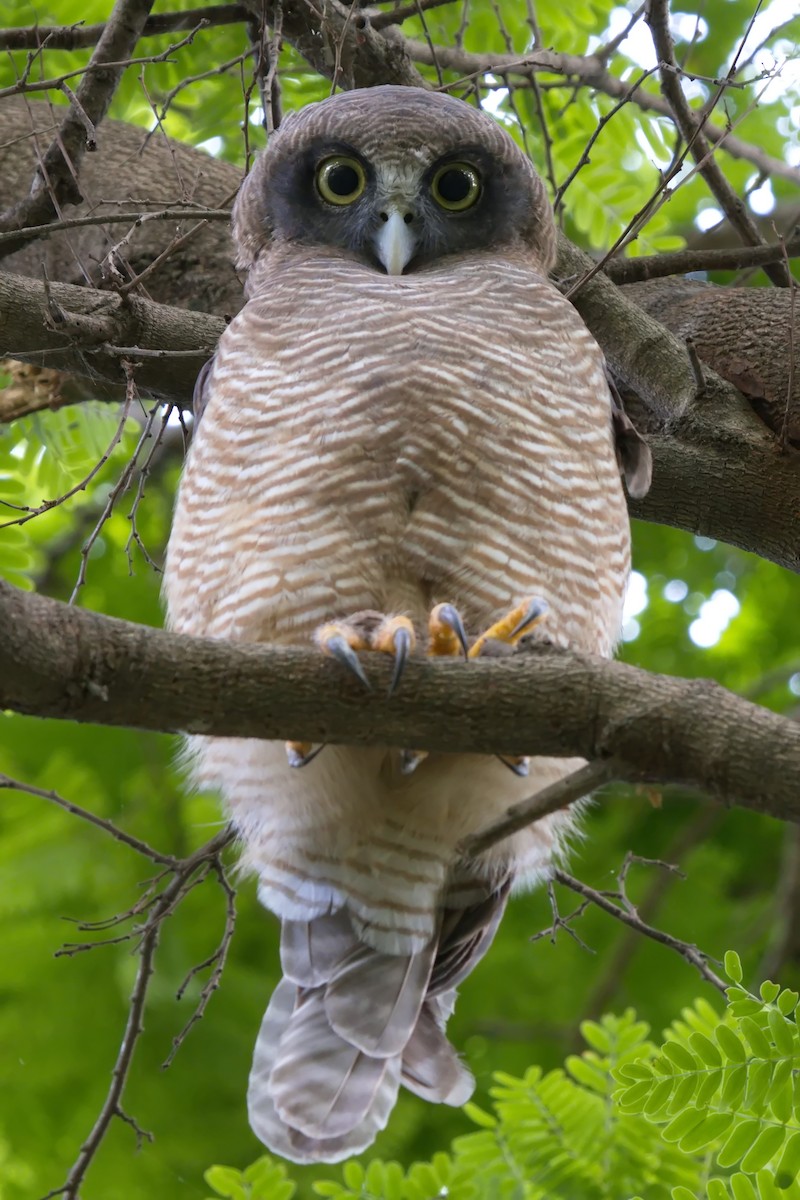 Rufous Owl - ML614375592