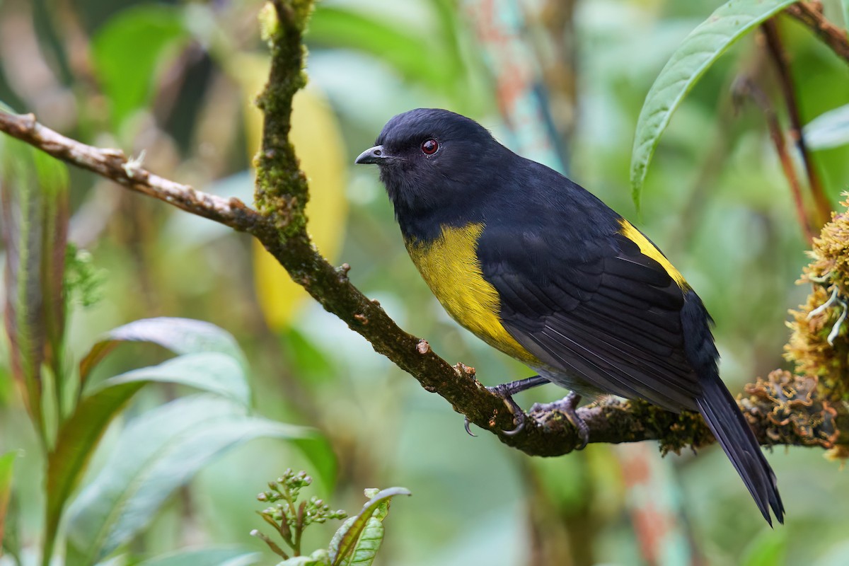 Black-and-yellow Silky-flycatcher - Grigory Heaton