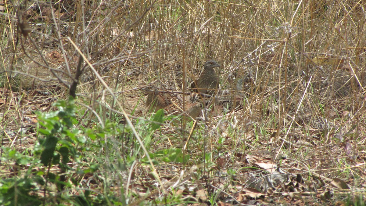Chestnut-backed Buttonquail - ML614375695