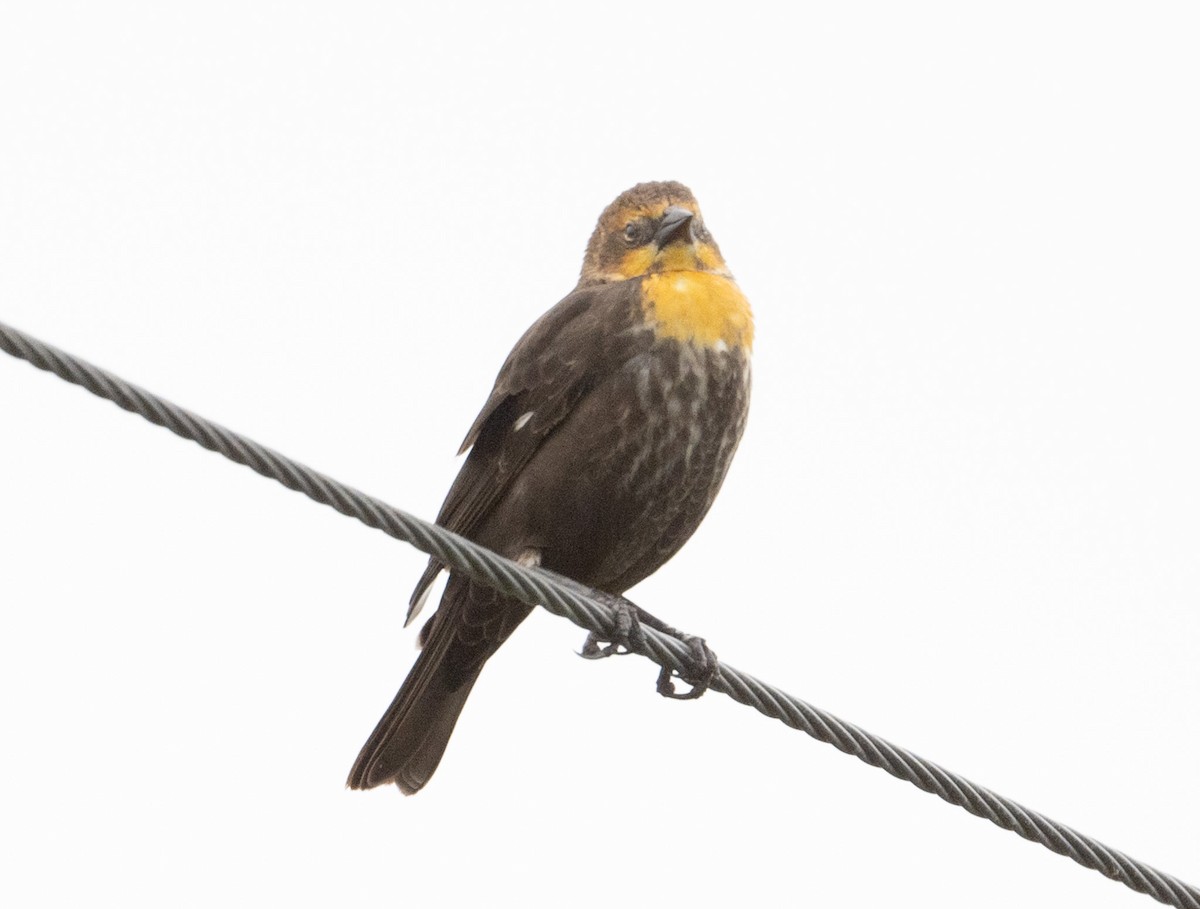 Yellow-headed Blackbird - ML614375785