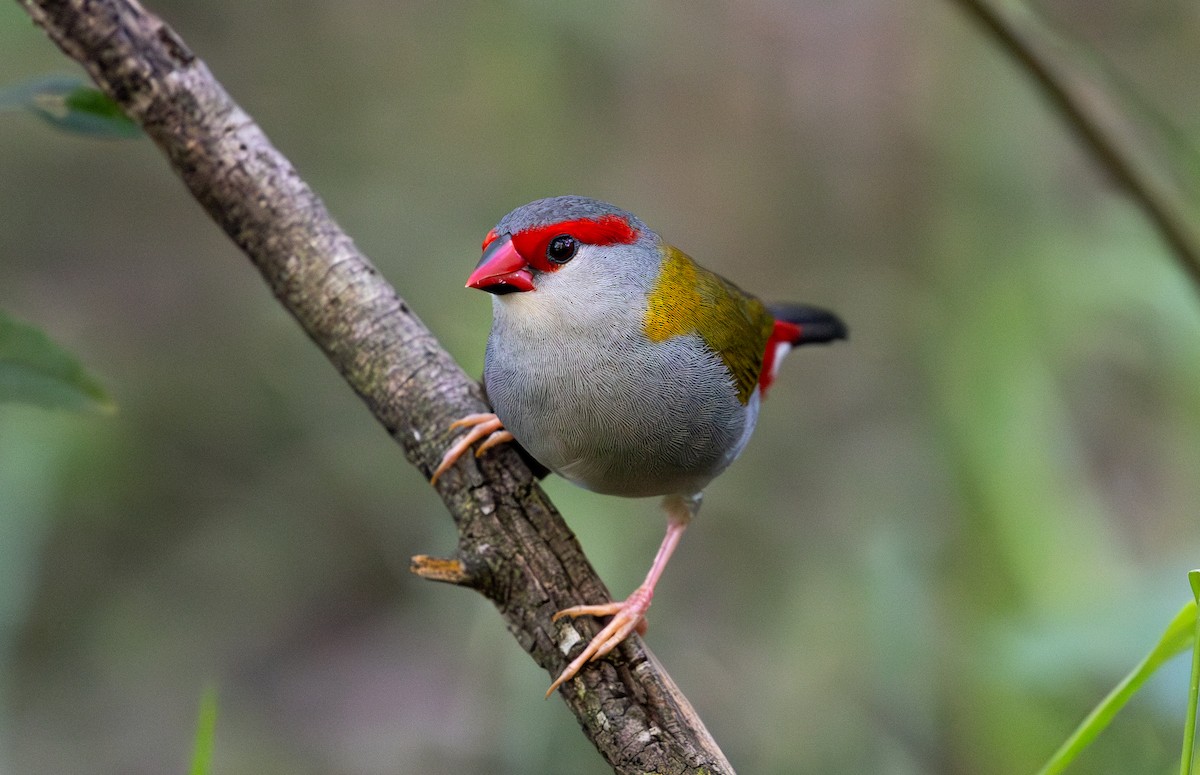 Red-browed Firetail - ML614375877