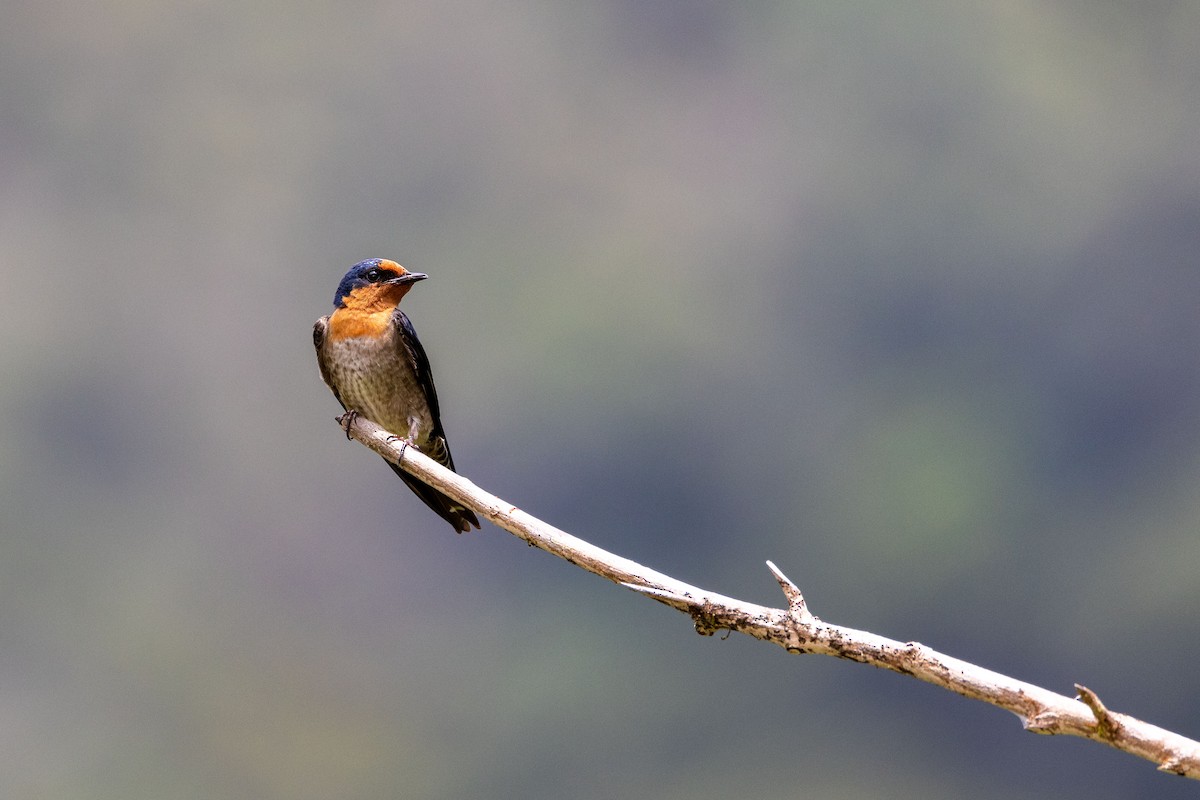 Pacific Swallow (Pacific) - ML614375889