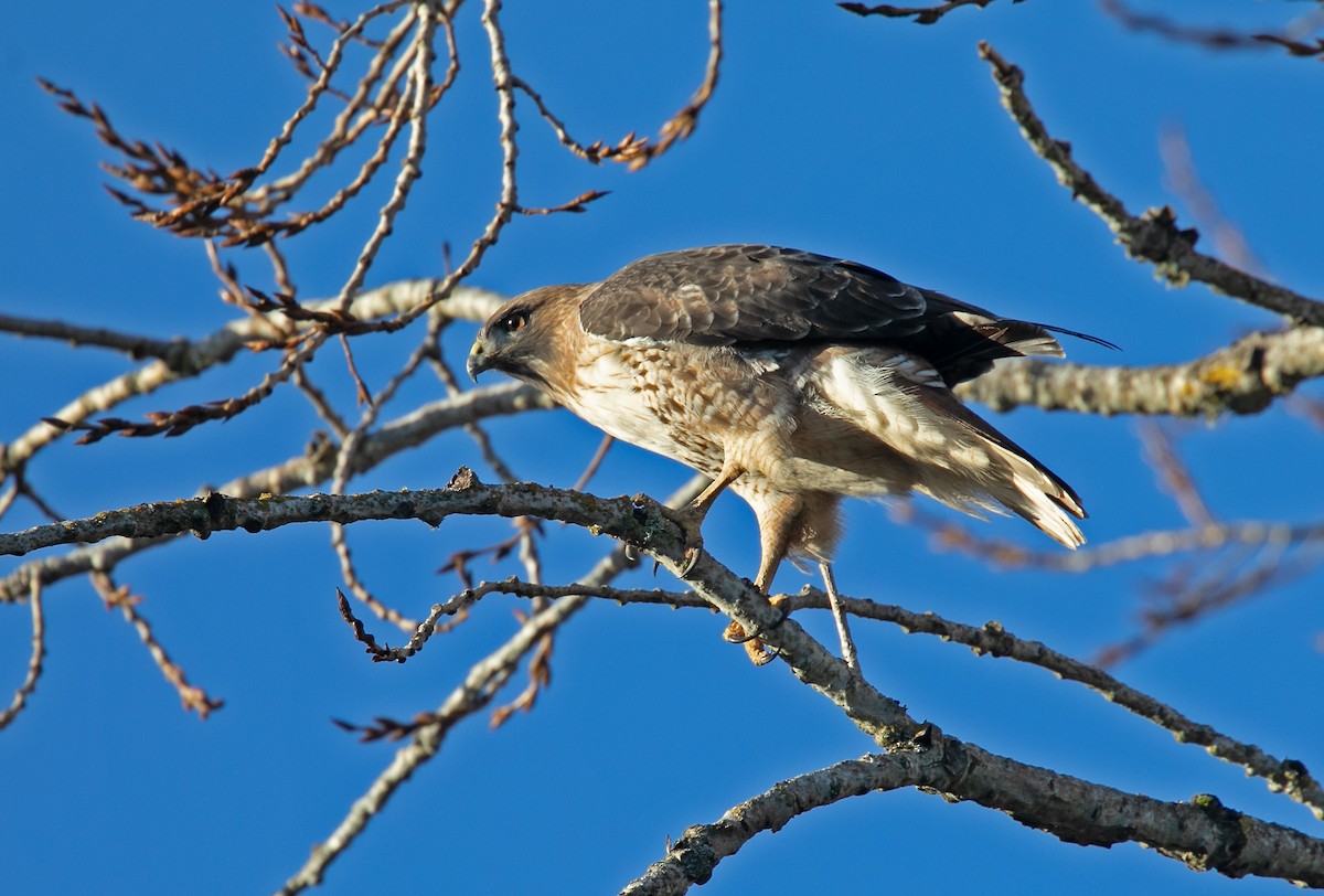 Red-tailed Hawk - ML614375945