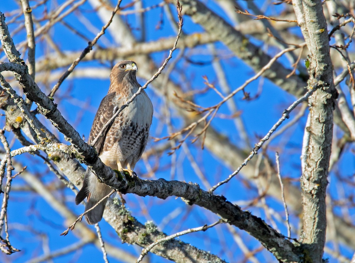 Red-tailed Hawk - Mary Bucy