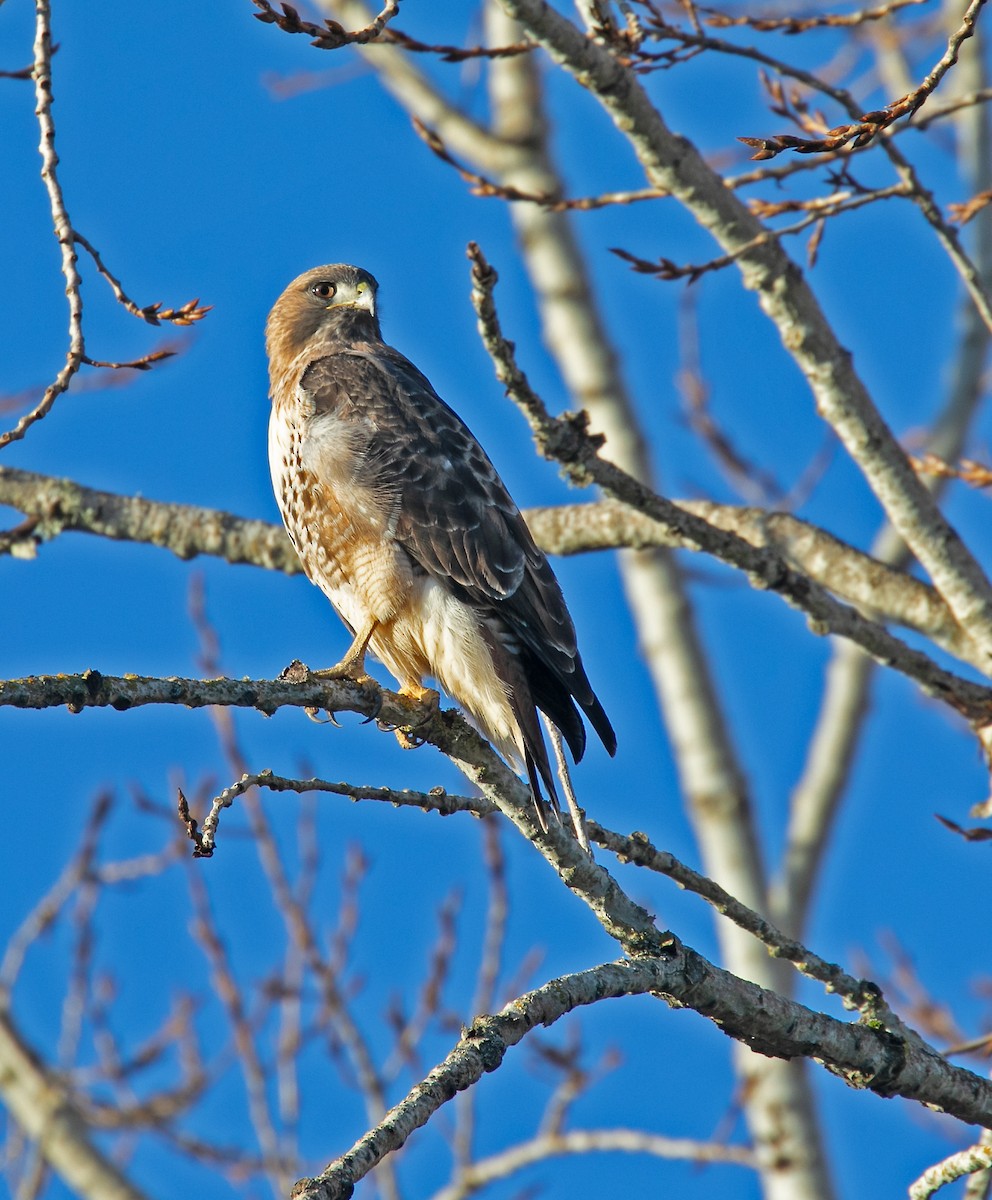 Red-tailed Hawk - ML614375947