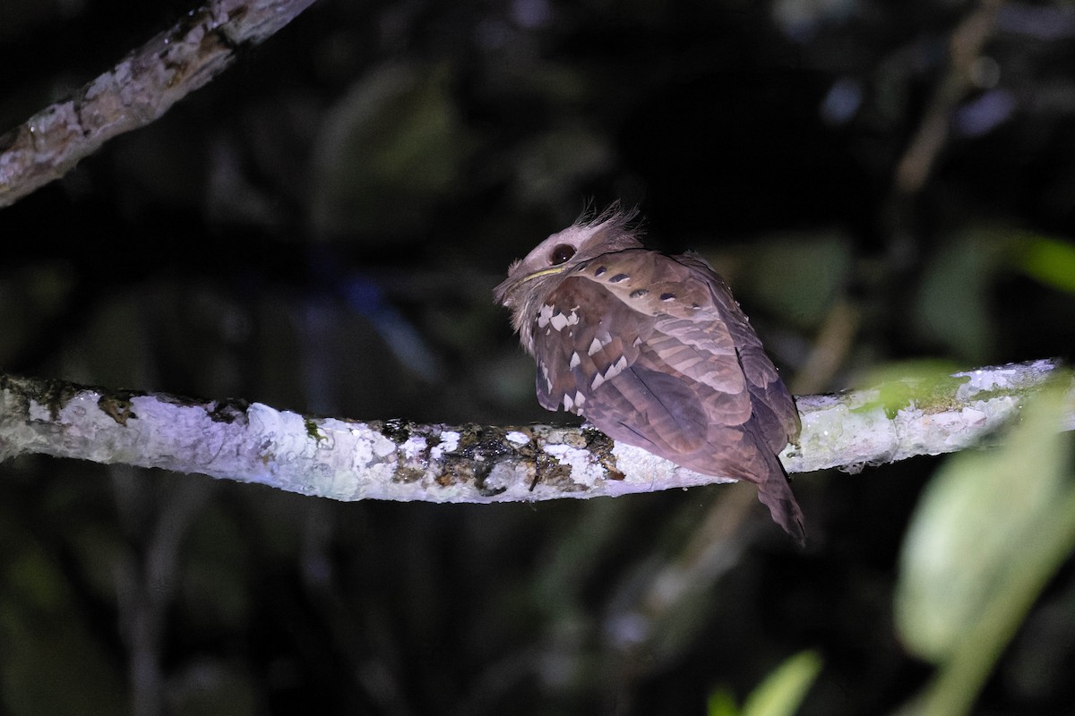 Dulit Frogmouth - ML614376144