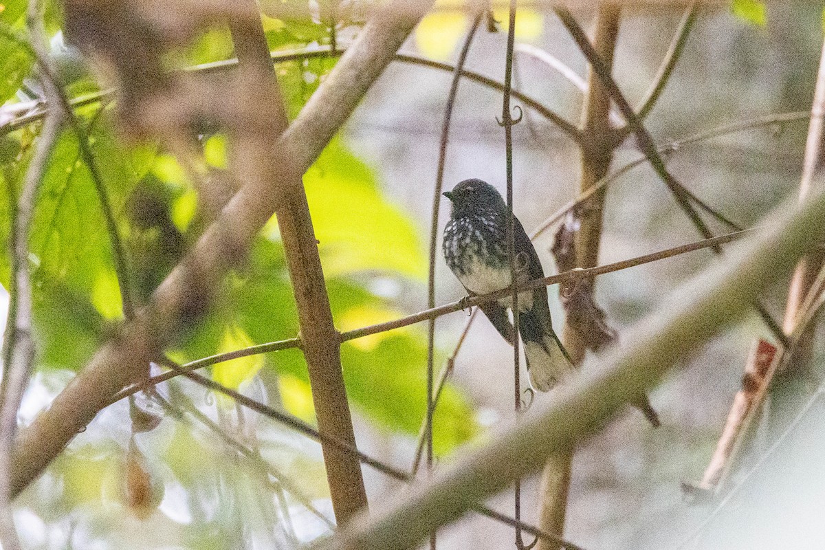 Spotted Fantail - ML614376260